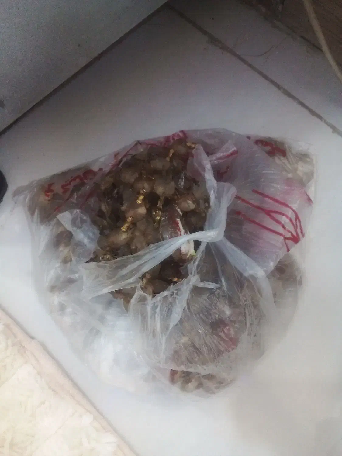 لوستربرنجی|لوستر و چراغ آویز|ملارد, |دیوار