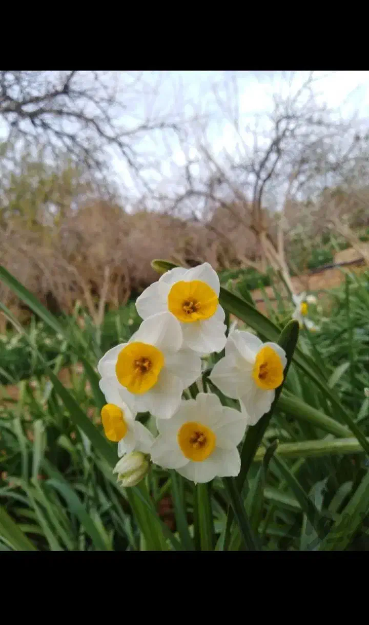 گل نرگس شهلادرجه یک|گل و گیاه طبیعی|شیراز, آزادگان|دیوار