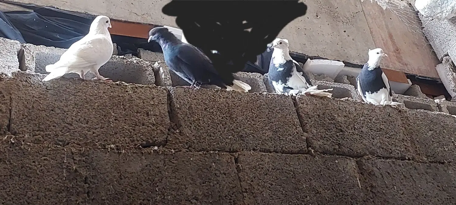 کبوتر|پرنده|جم, |دیوار