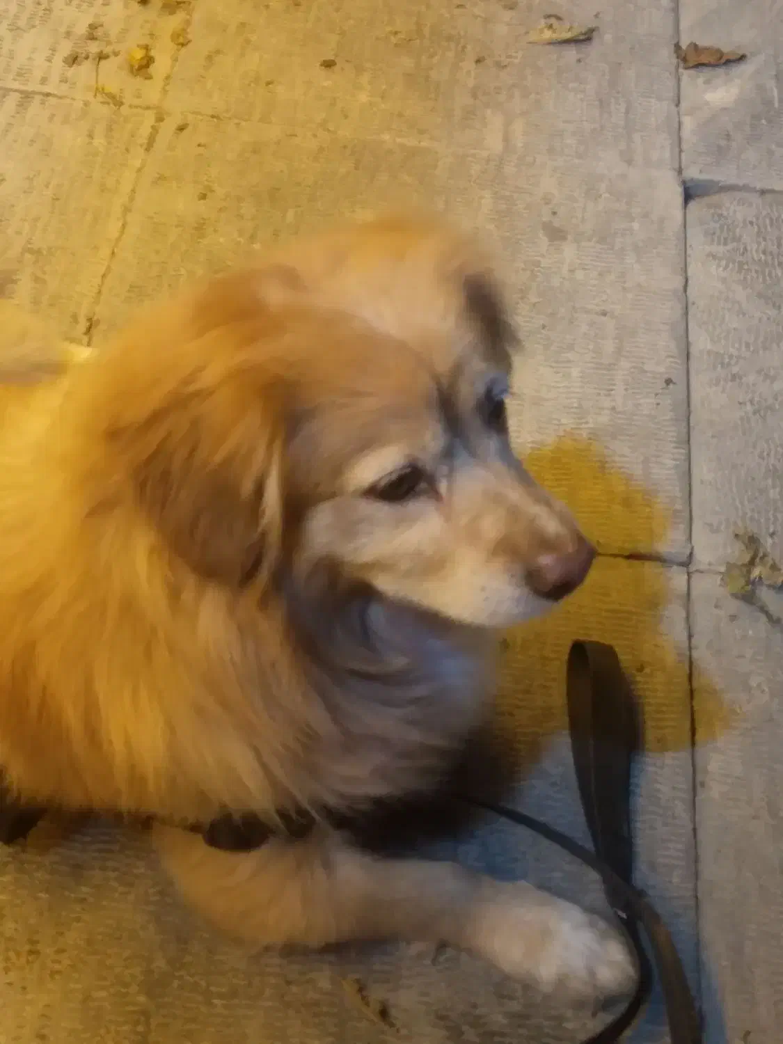 سگ نژاد اشپیتز گلدن|سگ|هشتگرد, فاز ۱ مهستان|دیوار