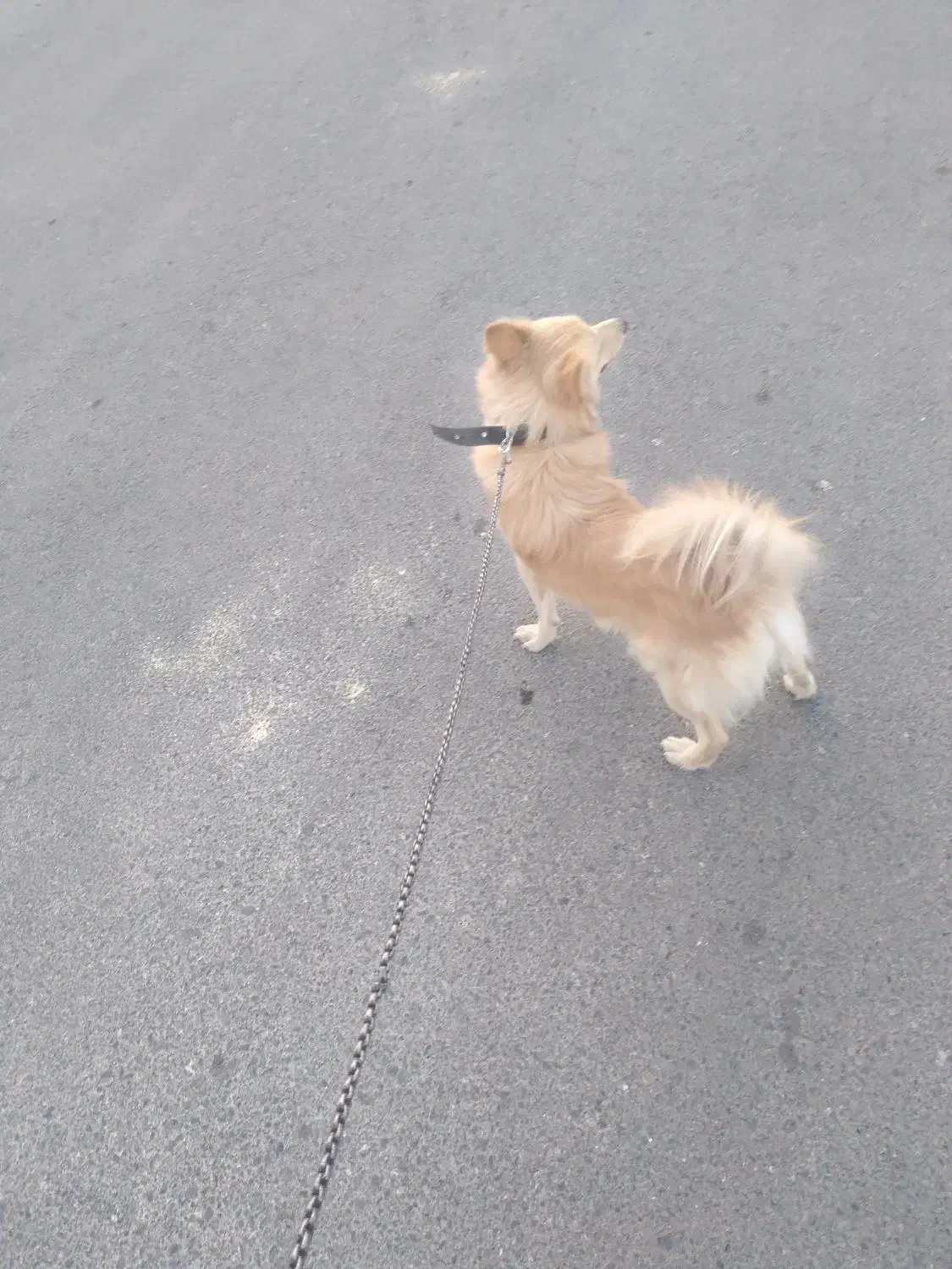 سگ پامر روباهی..ماده.زرنگ وباهوش وخوش رنگ|سگ|بیرجند, |دیوار