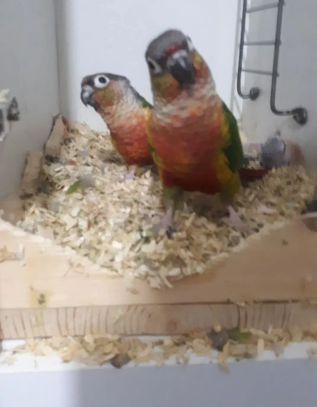 گیرینچیک و ردچیک|پرنده|فردیس, نگارستان|دیوار