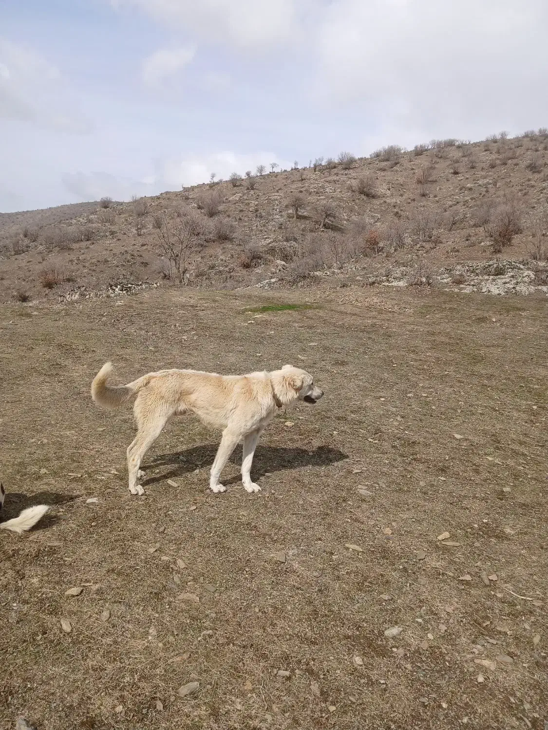 واگذاری سگ|سگ|مریوان, |دیوار