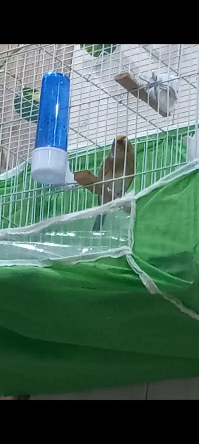 سهره قناری|پرنده|ساری, |دیوار