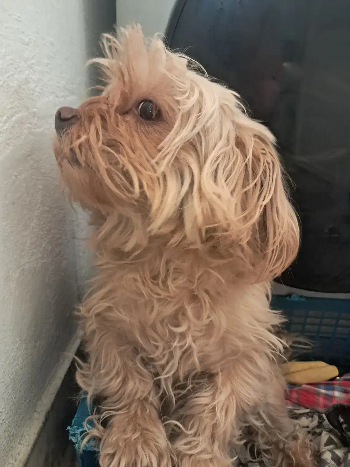 واگذاری شیتزو|سگ|تهران, کرمان|دیوار