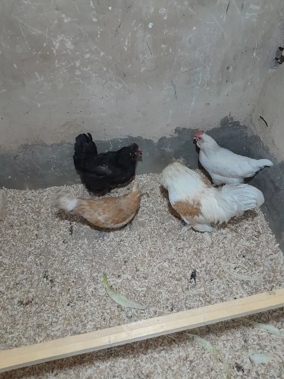 مرغ وخروس|حیوانات مزرعه|محمدشهر, شهرک چمران|دیوار