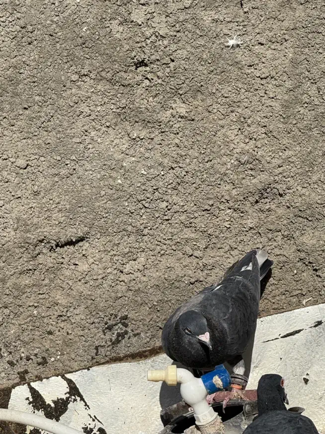 زاغ|پرنده|تربت جام, پاسداران|دیوار