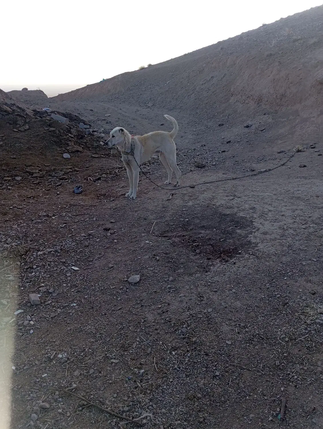 سگ نگهبان|سگ|سده (خراسان جنوبی), |دیوار