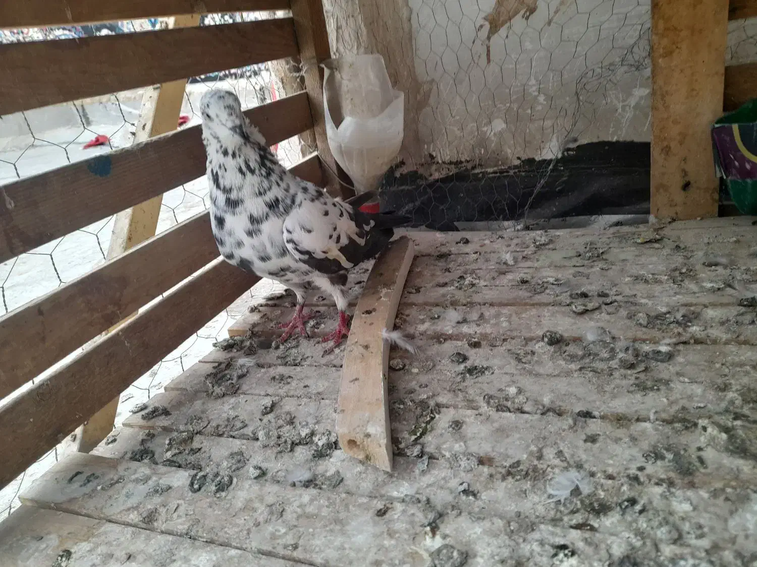 کبوتر سوسکی|پرنده|پاکدشت, پاکدشت (مامازند)|دیوار