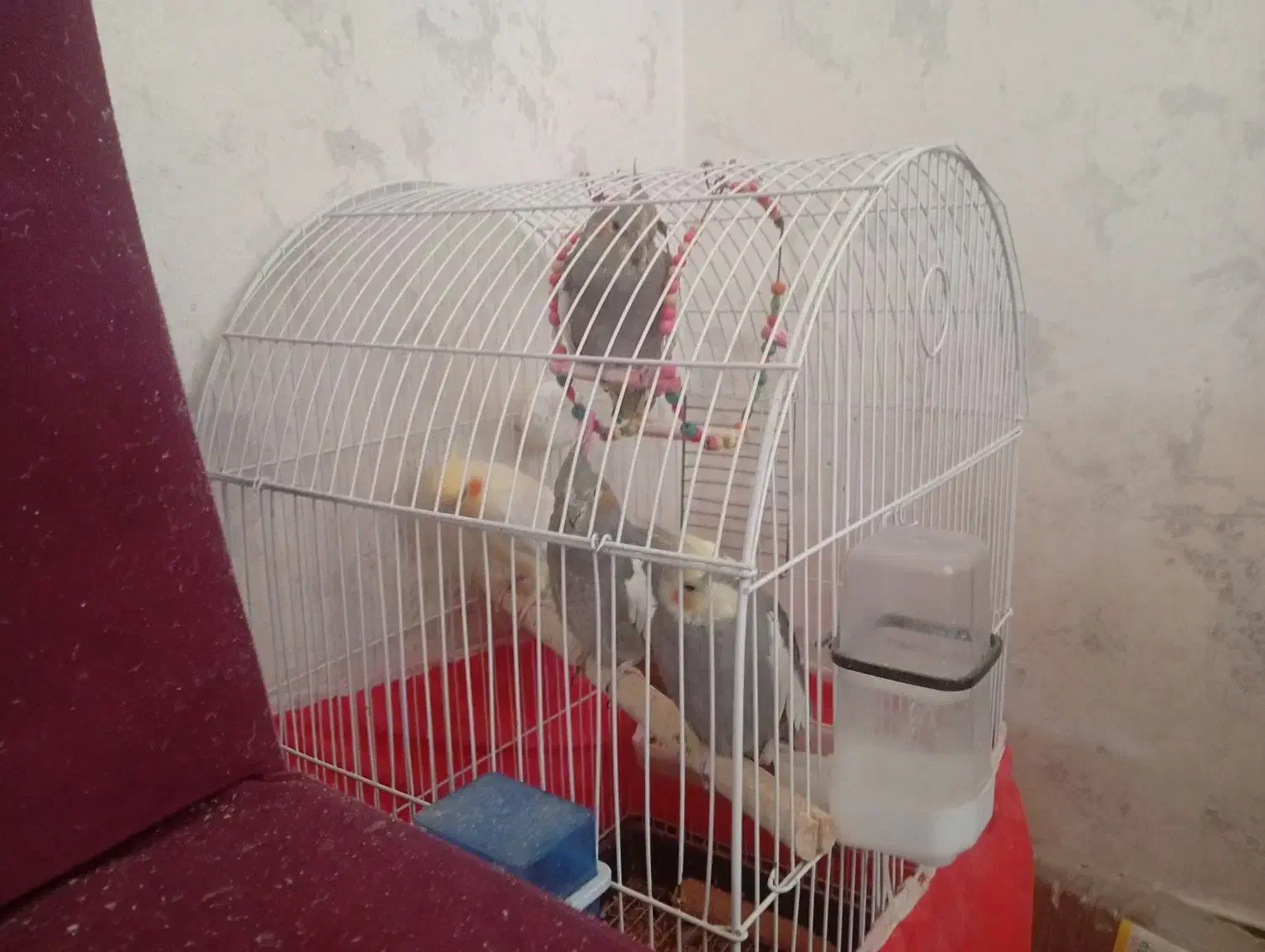 دو جفت عروس هلندی نر و ماده|پرنده|چهاردولی, |دیوار