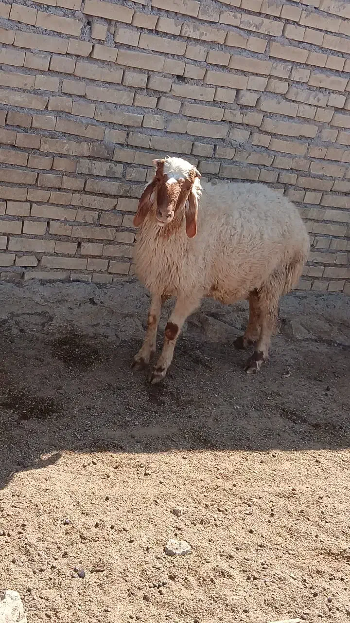 بره نر قوچ عراقی|حیوانات مزرعه|اهواز, کوی علوی|دیوار