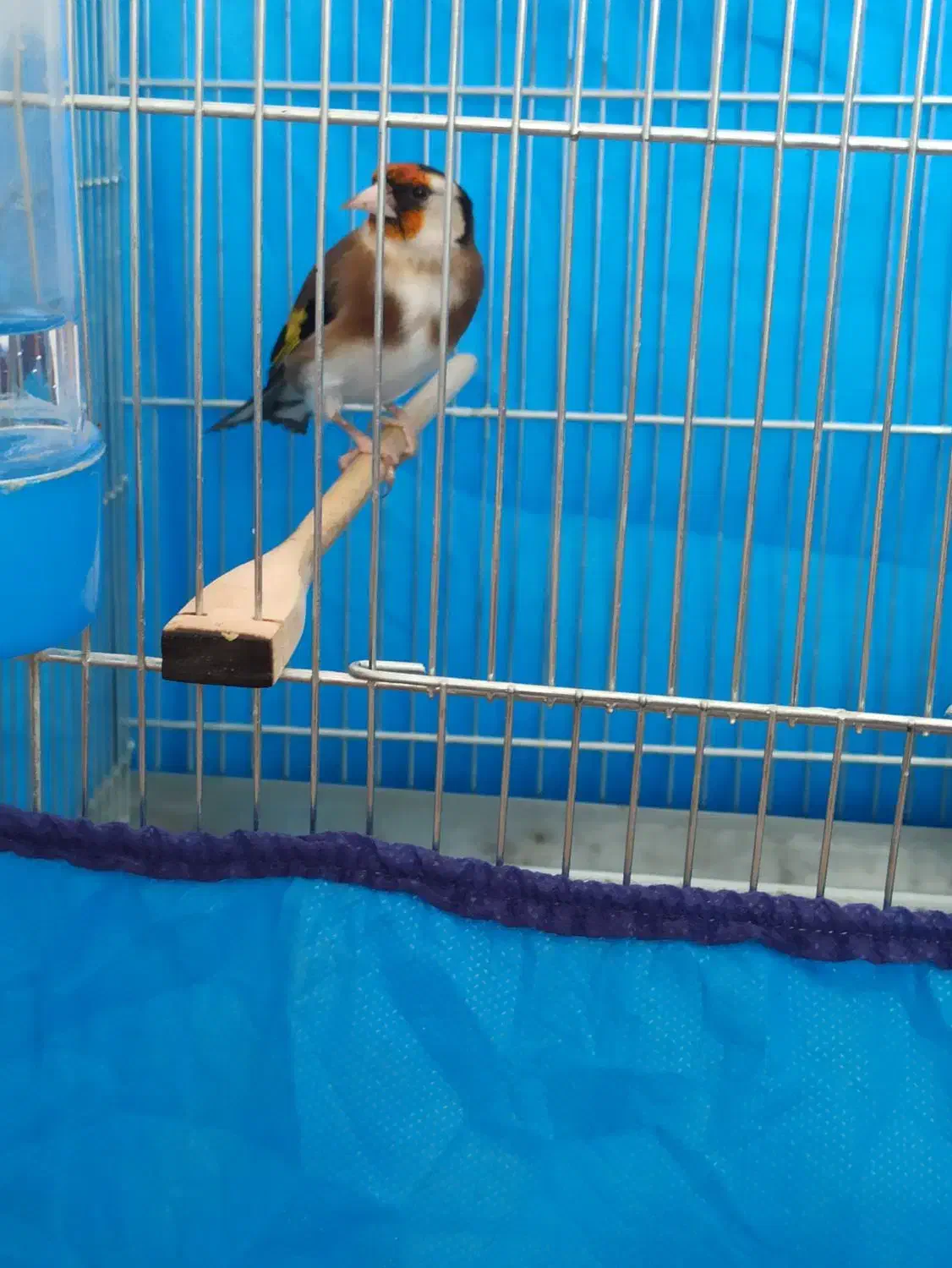 سهره ماده|پرنده|قروه, |دیوار