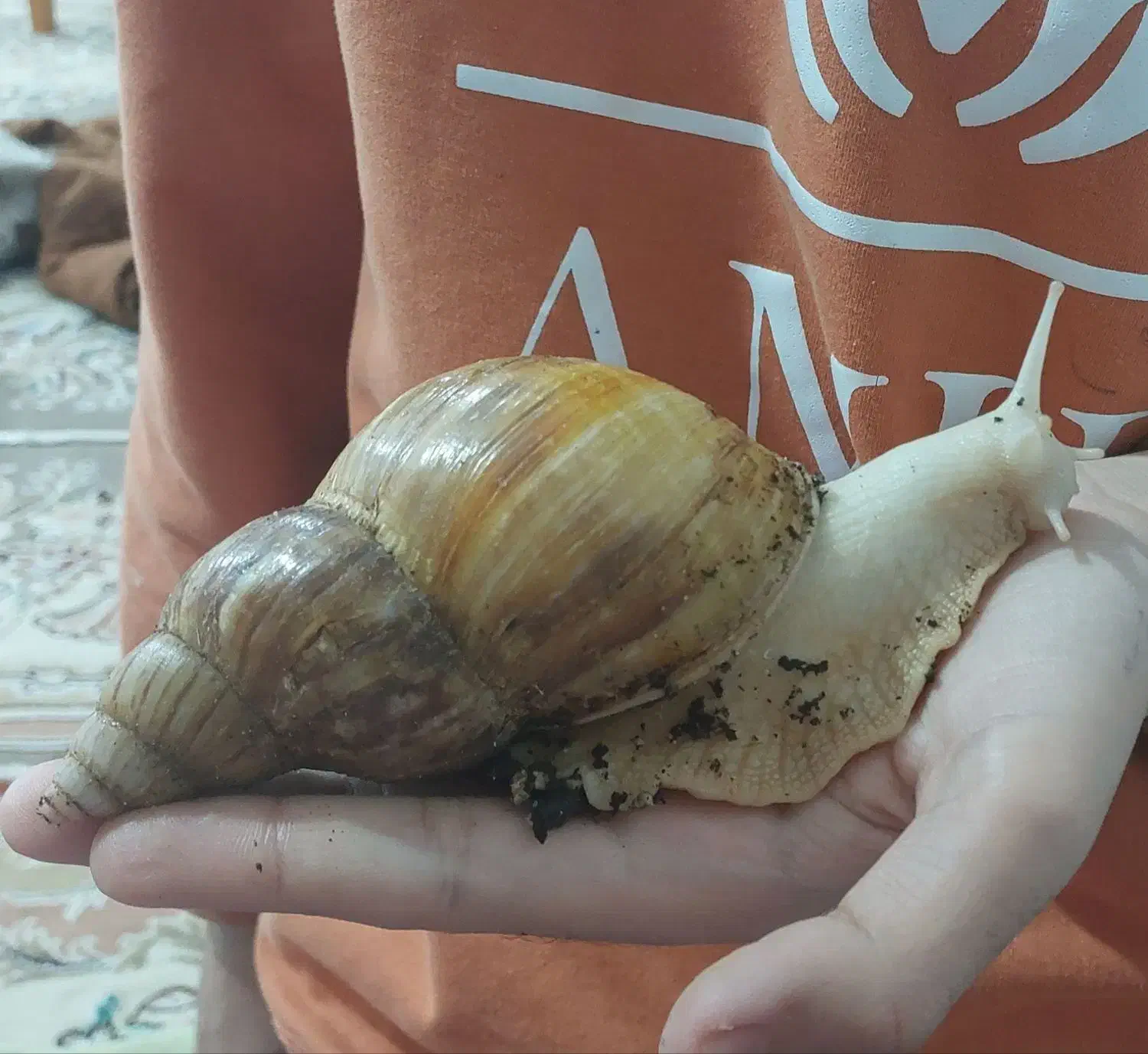 حلزون|خزنده|الشتر, |دیوار