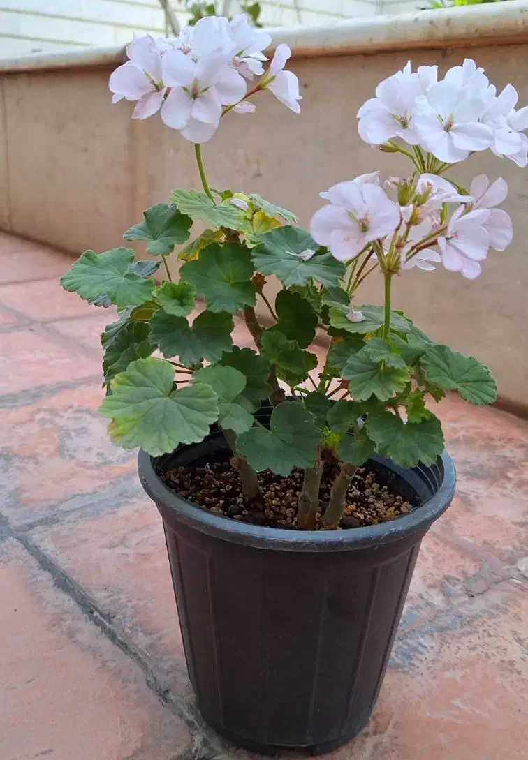 گلدان شمعدانی|گل و گیاه طبیعی|شاهرود, |دیوار