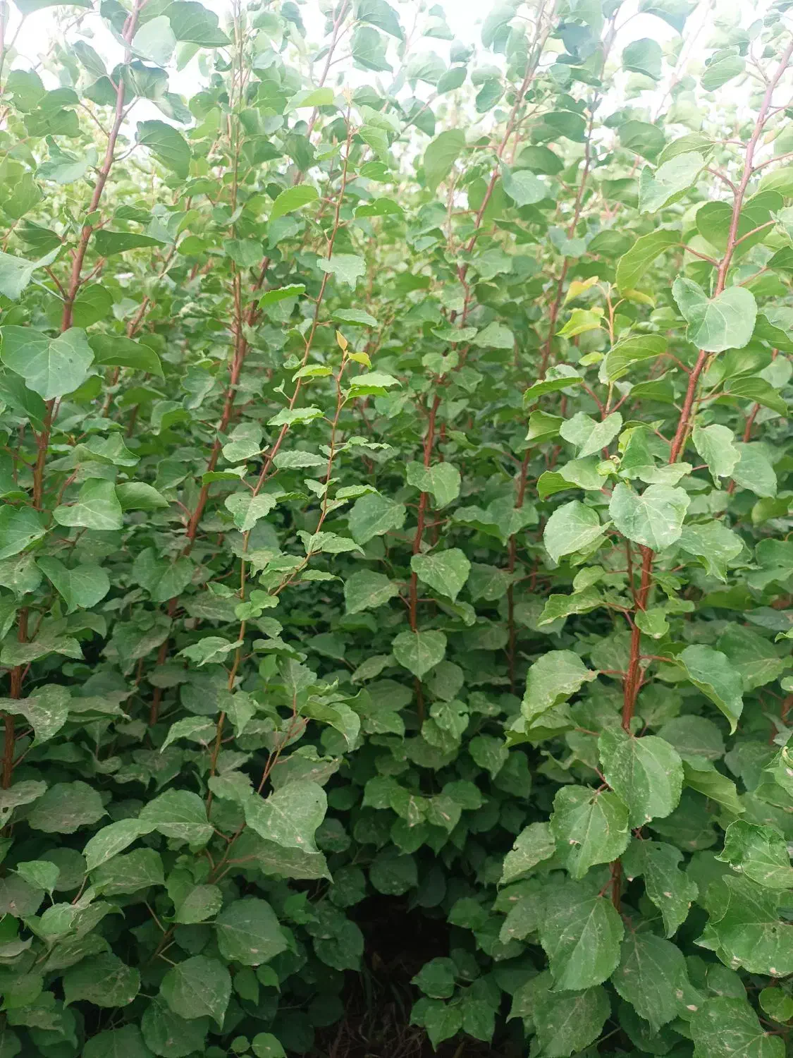 مجموعه نهالستان نصیری|خدمات باغبانی و درختکاری|خسروشاه, |دیوار