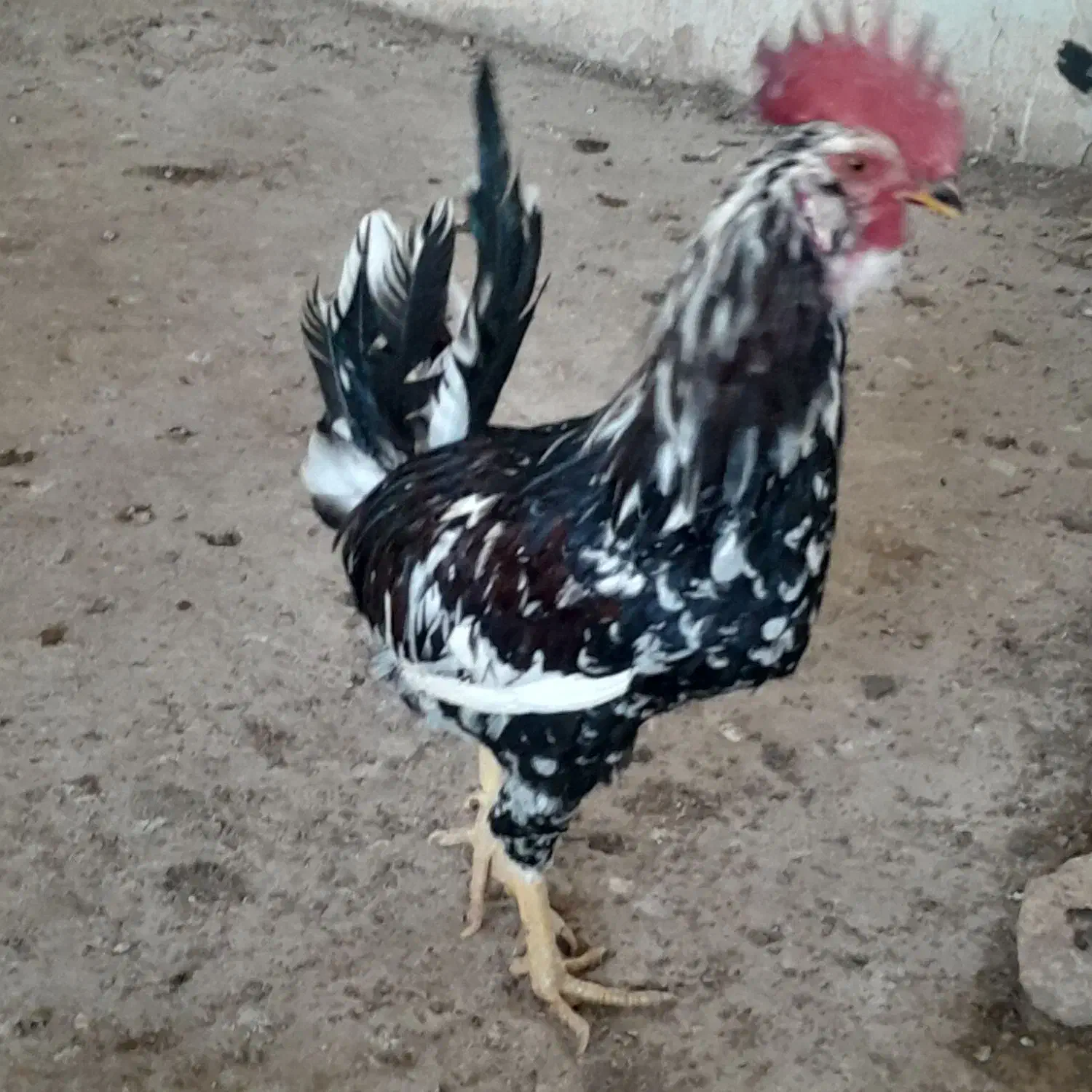 تخم مرغ نطفه دار|حیوانات مزرعه|لاران, |دیوار