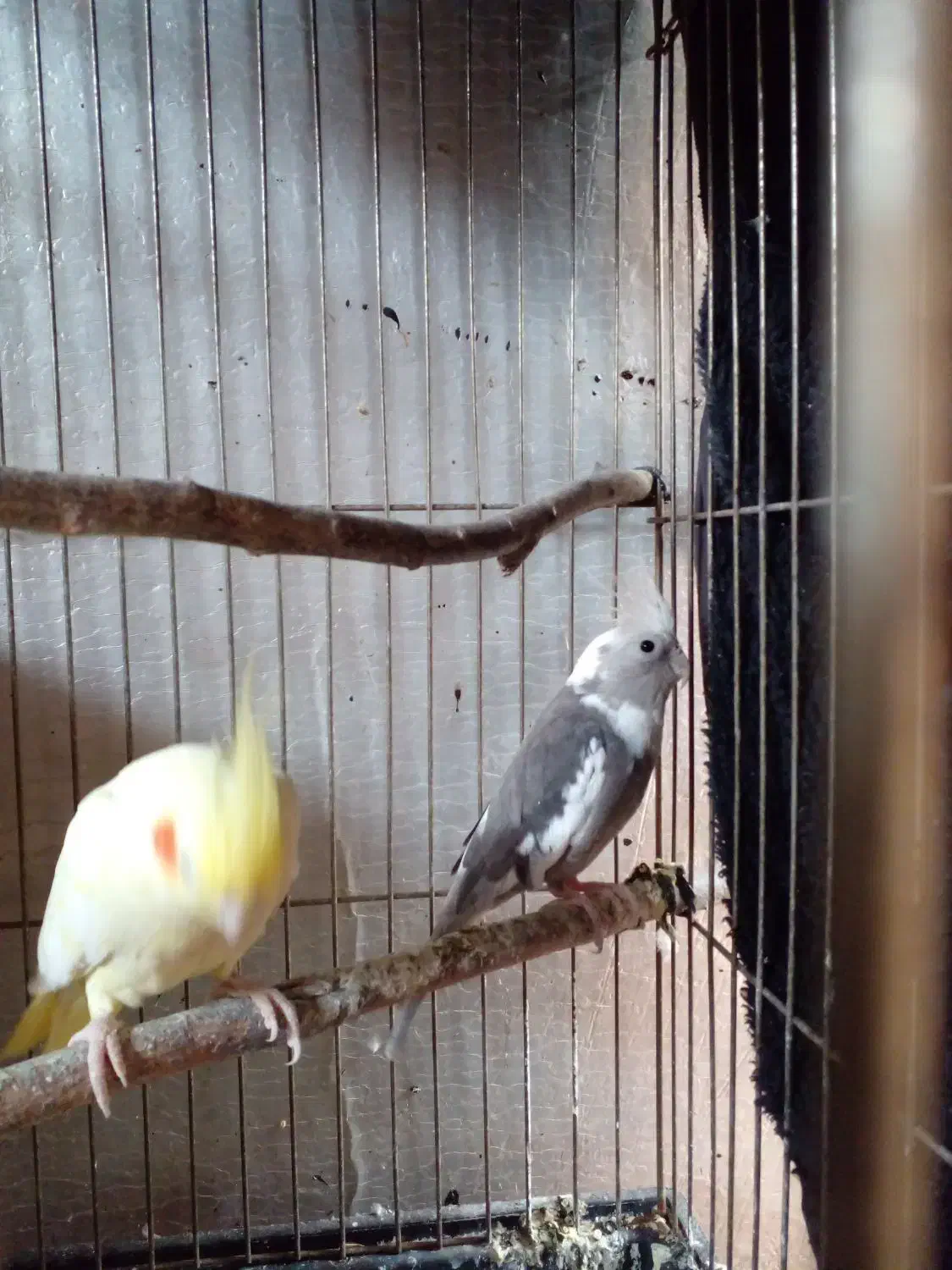 فروش|پرنده|پره‌سر, |دیوار