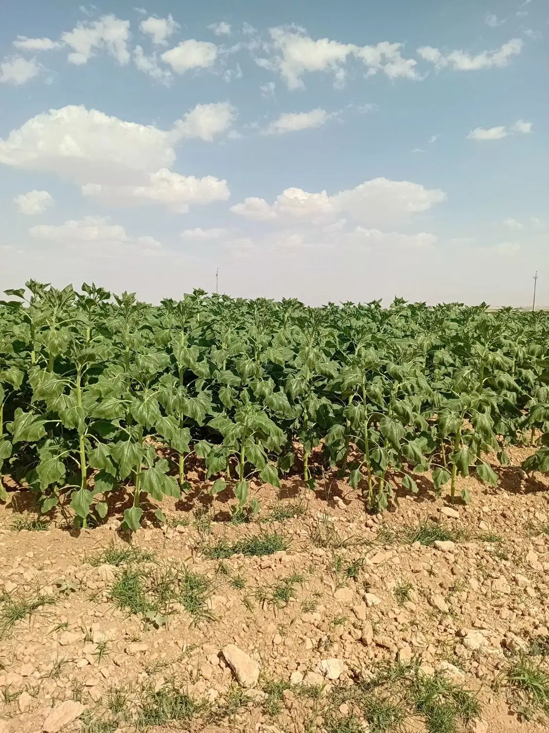 اردک|حیوانات مزرعه|دهگلان, |دیوار
