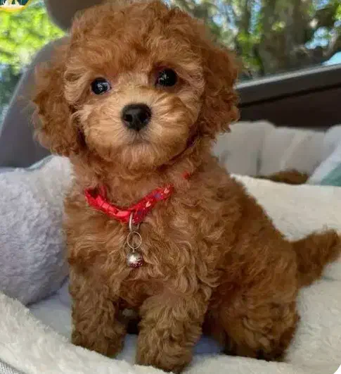 پودل،پامرین،تاینی|سگ|فولادشهر, مسکن مهر فولادشهر|دیوار