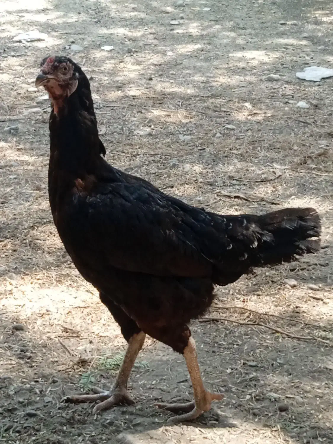 مرغ فروشی|حیوانات مزرعه|میناب, |دیوار