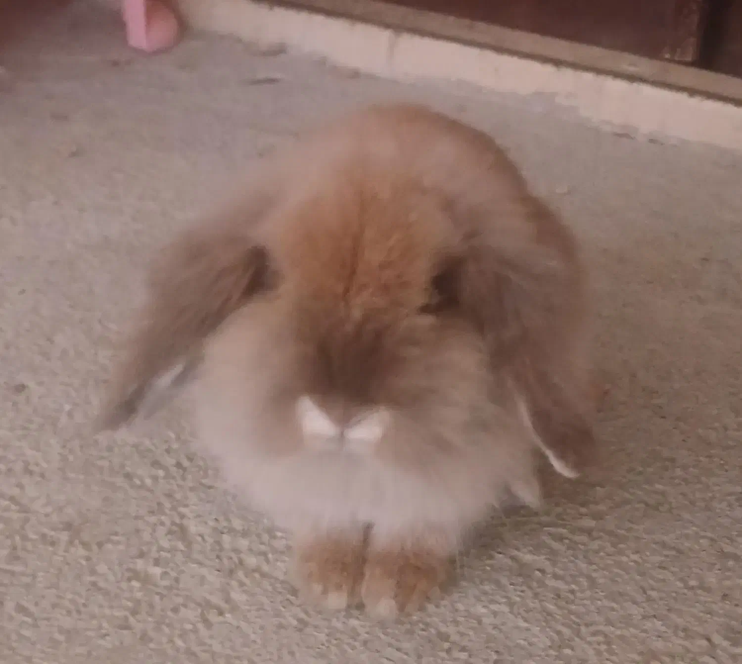 خرگوش لوپ|موش و خرگوش|ماهدشت, |دیوار