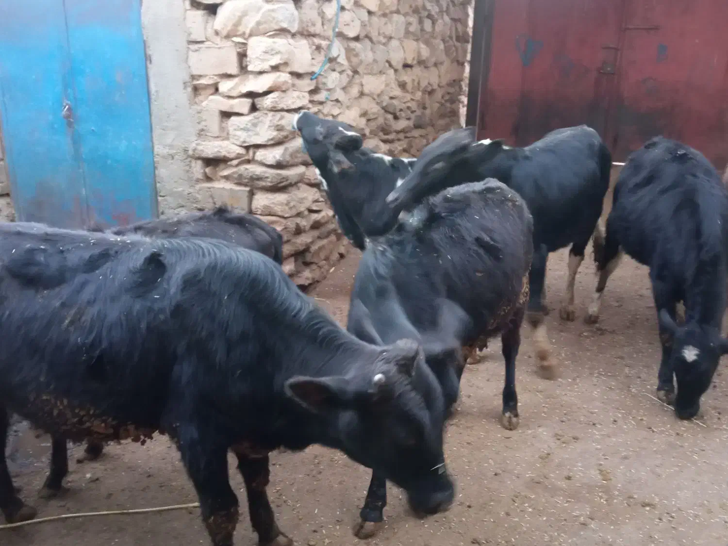 فروش شش راس گوساله سه تا  نر سه تا ماده یک ساله|حیوانات مزرعه|کامیاران, |دیوار