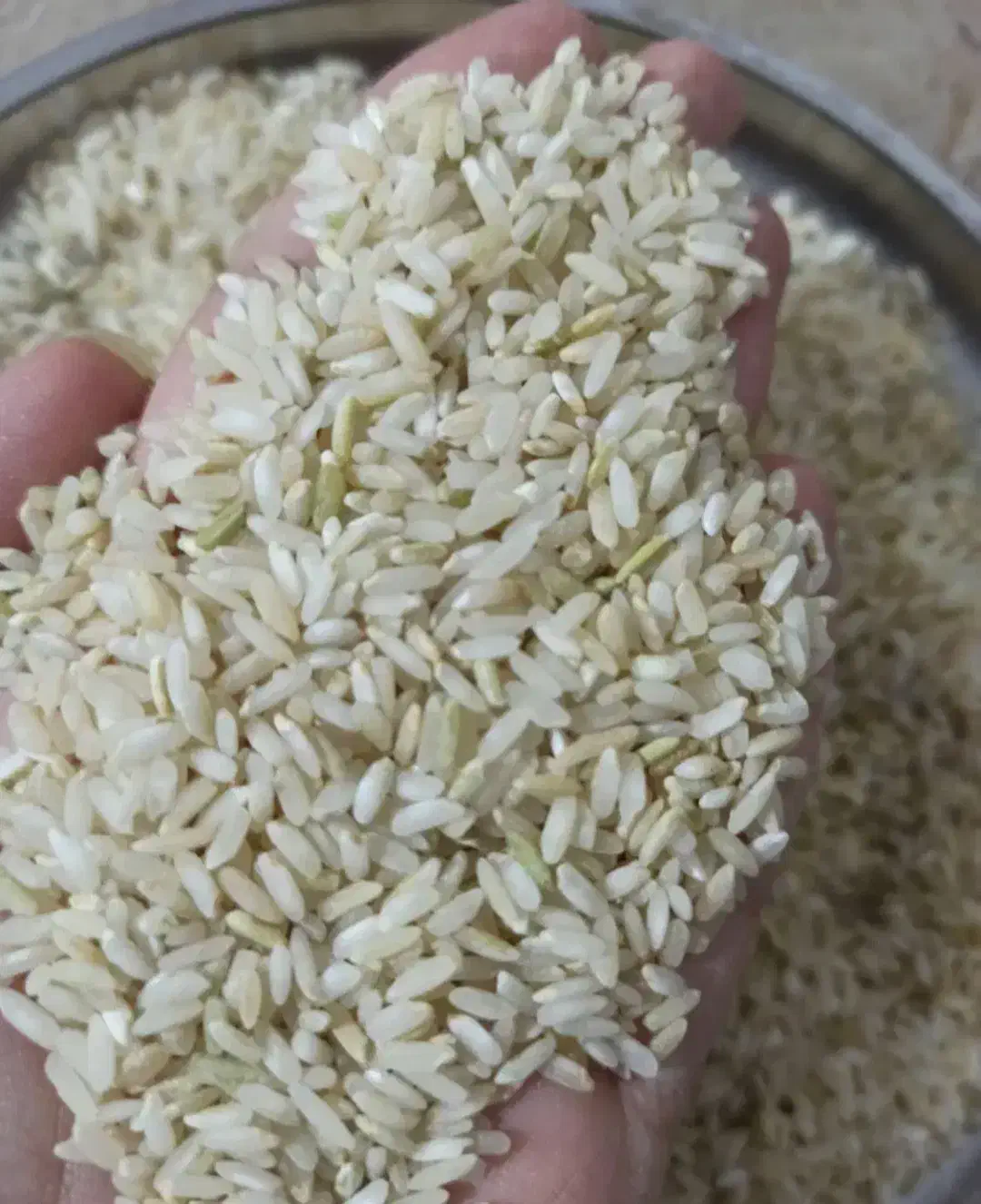 فروش بهترین برنج استان|خوردنی و آشامیدنی|چیتاب, |دیوار