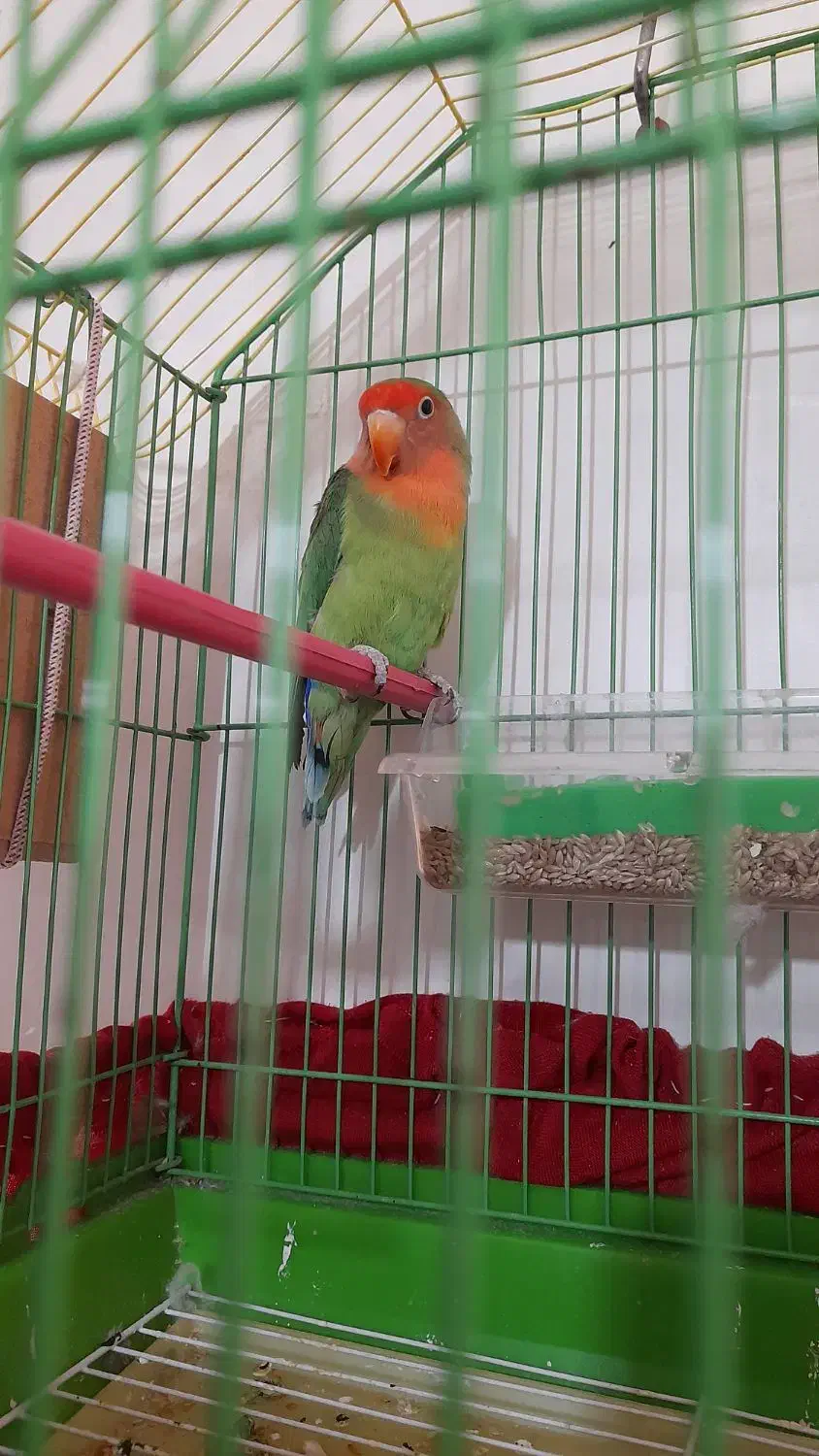 ۲ تا طوطی برزیلی|پرنده|شریفآباد, |دیوار