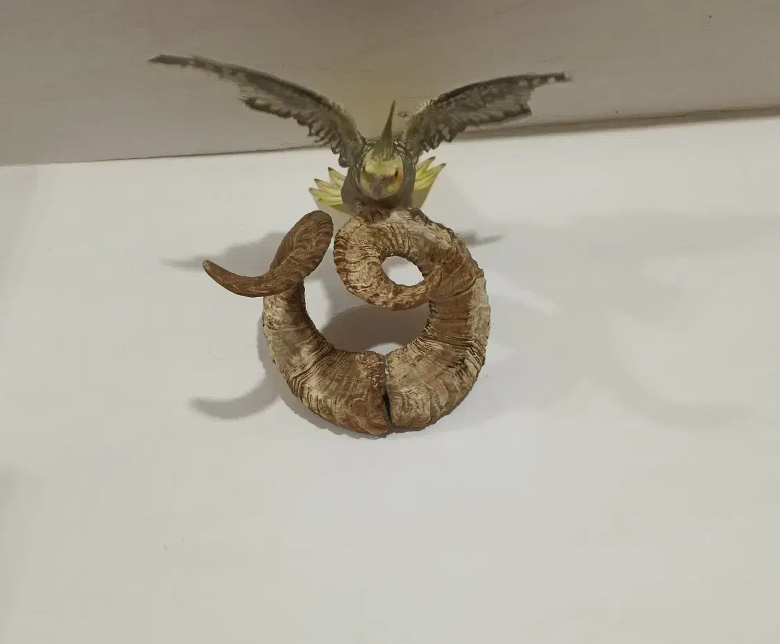 طوطی‌عروس‌نروماده باهم.سرحال‌جدا هم کسی خواست میدم|پرنده|فومن, |دیوار