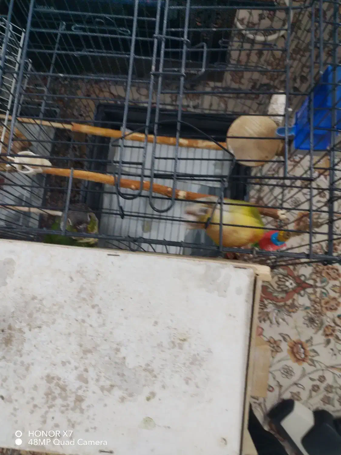 یک جفت گرینچیک سالم ‌ مخصوص جوجه کشی|پرنده|رودهن, |دیوار