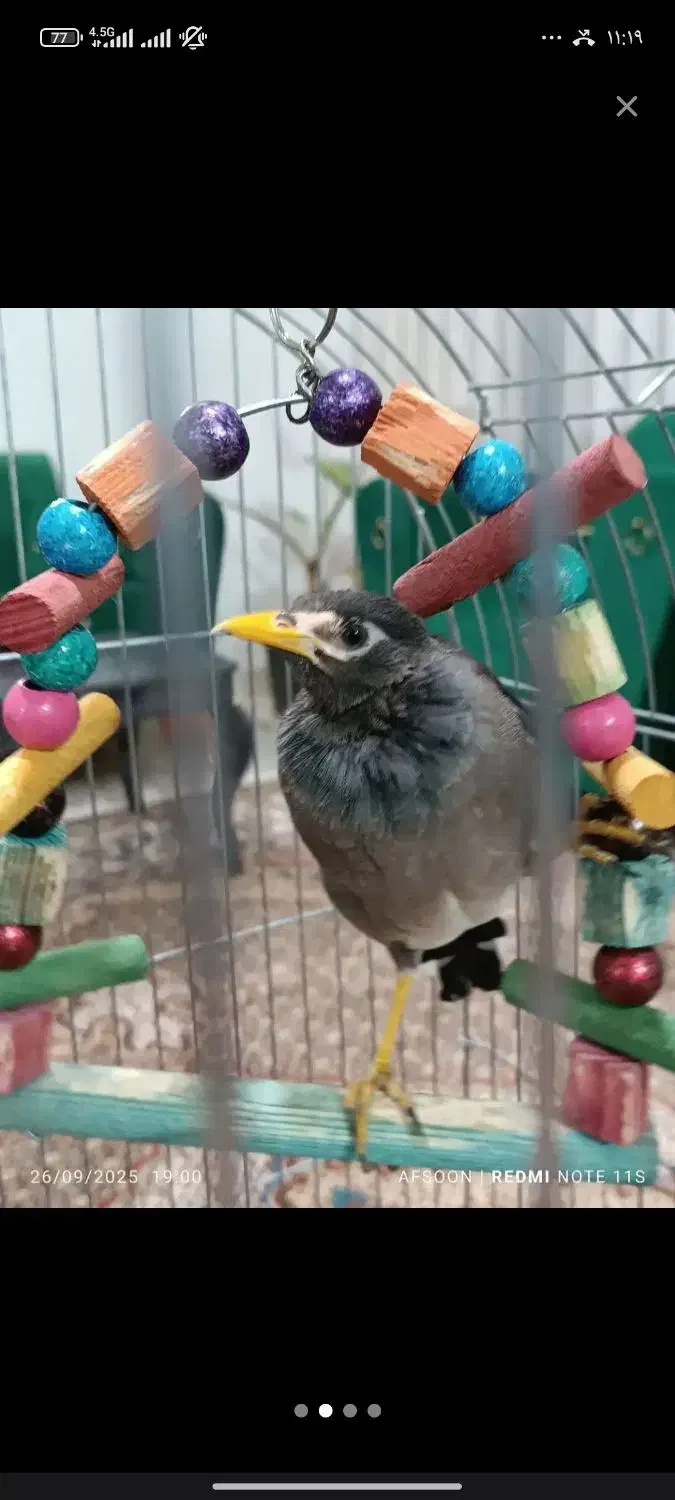 مینا|پرنده|مشهد, کارمندان دوم|دیوار