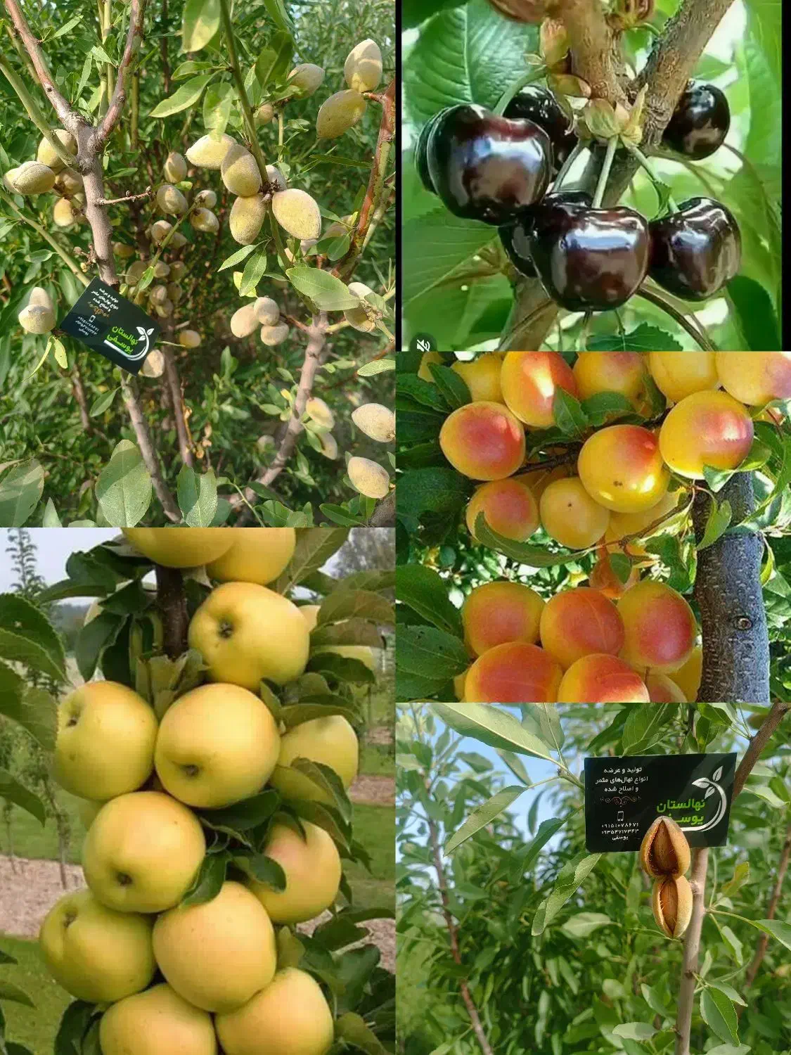 مجموعه نهالستان خرم نهال|خدمات باغبانی و درختکاری|مشهد, سیسآباد|دیوار