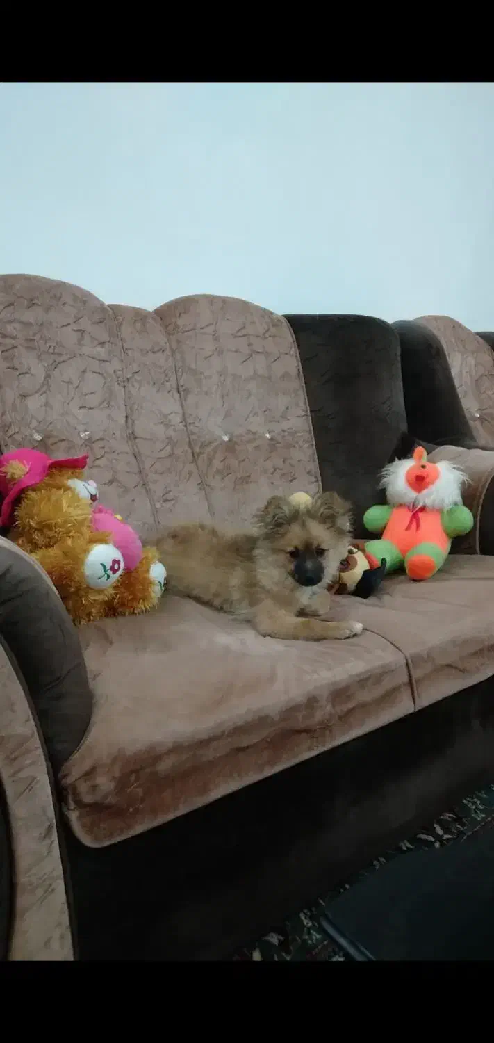 سگ پامر|سگ|نطنز, |دیوار