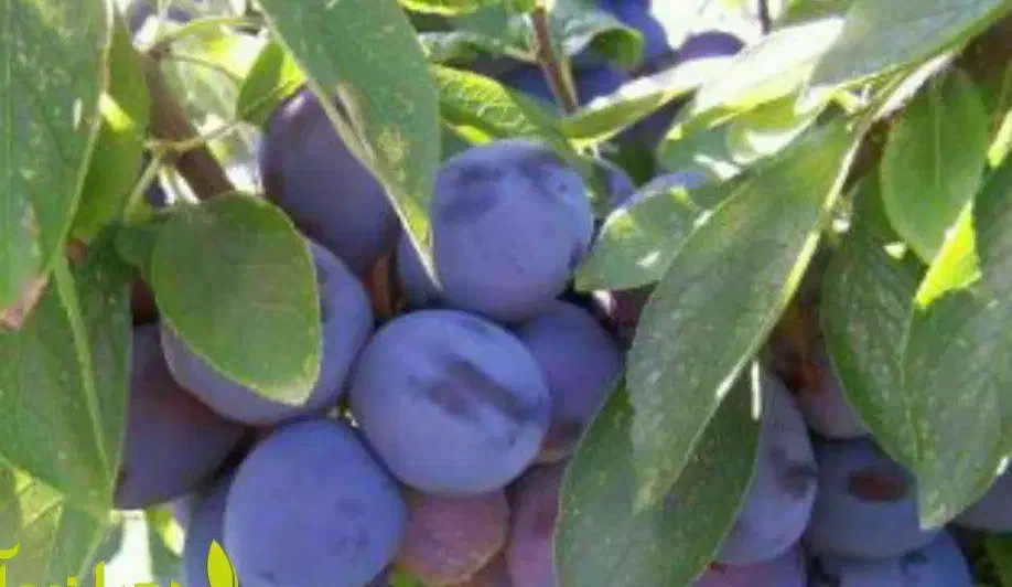 تولید نهال آلو بخارا|خدمات باغبانی و درختکاری|برزک, |دیوار