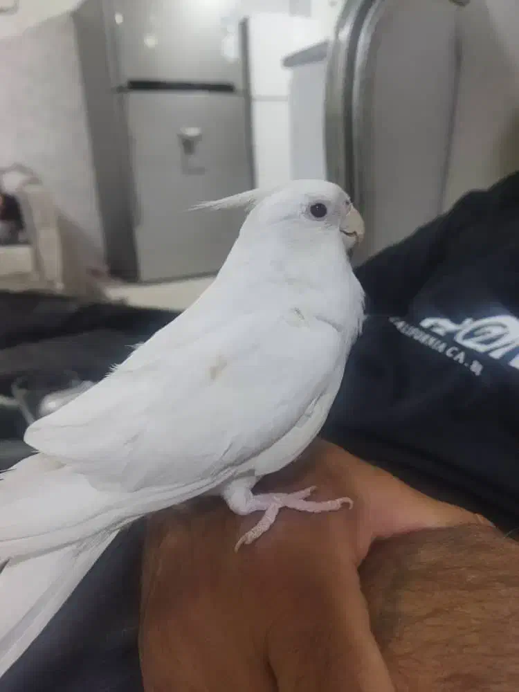 عروس هلندی البینو|پرنده|ایلام, |دیوار