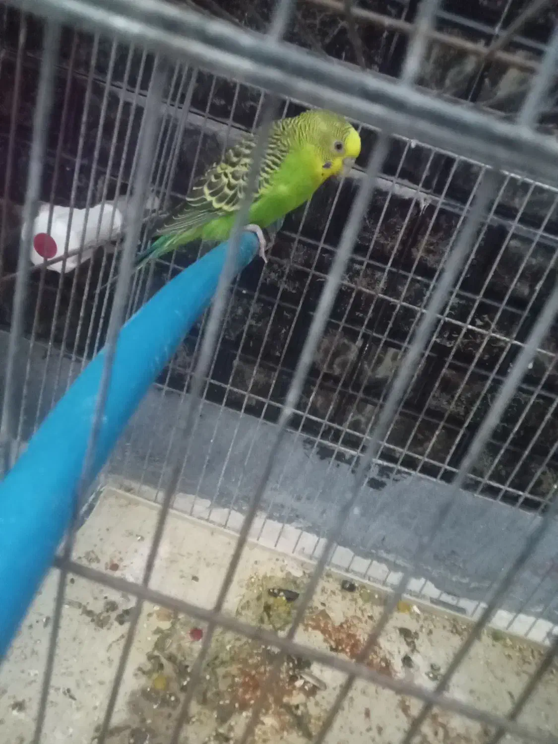 مرغعشق|پرنده|قشم, |دیوار