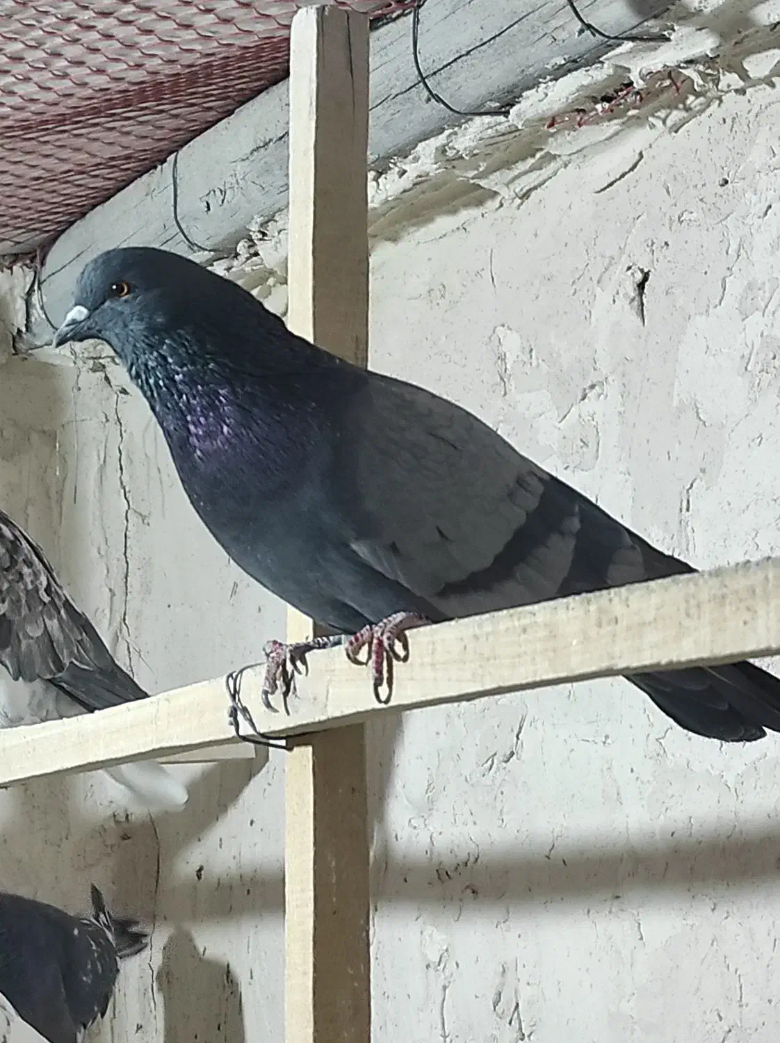 کفتر|پرنده|نهاوند, |دیوار