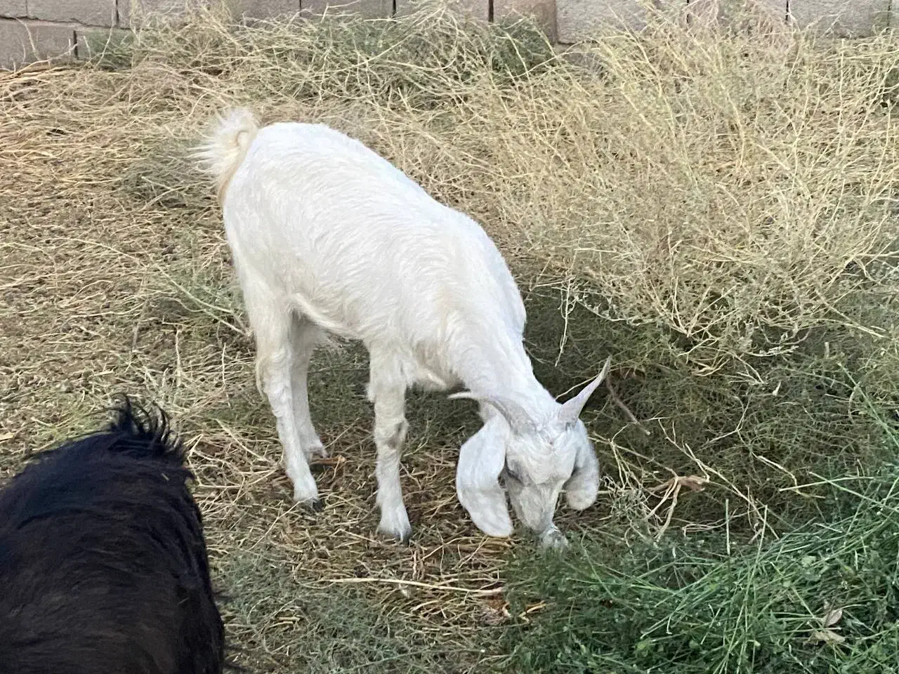فروش چند راس بز دورگه|حیوانات مزرعه|کرمان, |دیوار