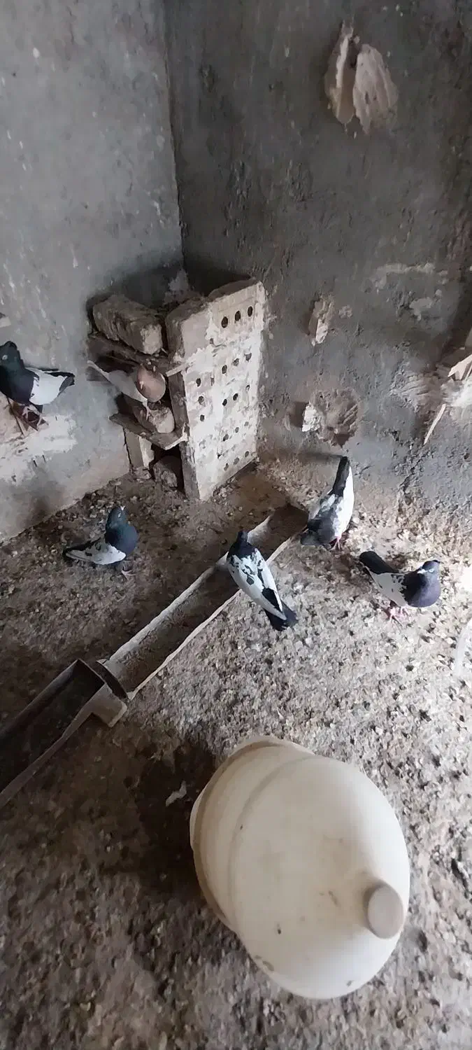 ۶ عدد کبوتر سینه نر|پرنده|رشتخوار, |دیوار