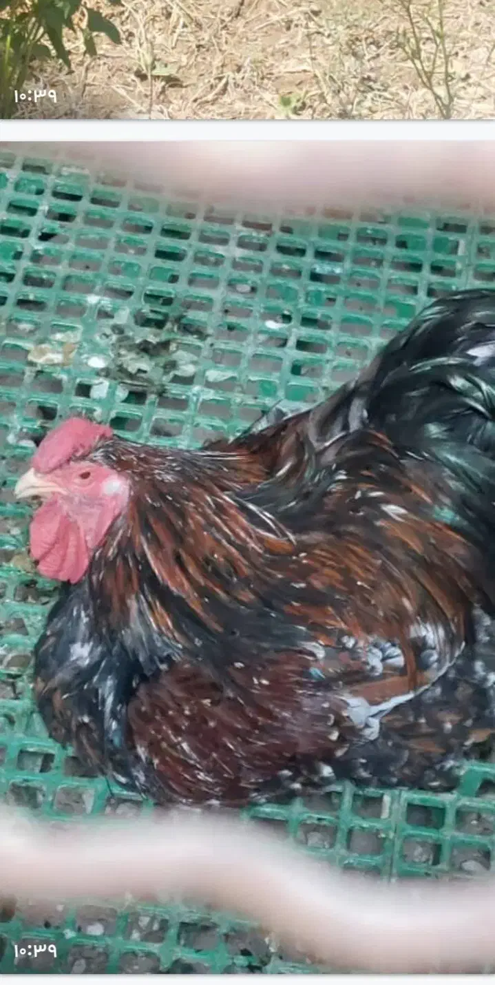 خروس ویاندوت تالبوت یکساله|حیوانات مزرعه|تهران, سازمان آب|دیوار