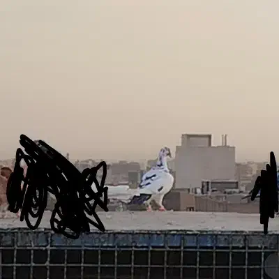 کفتر گمشده|حیوانات|سبزوار, گلشن|دیوار