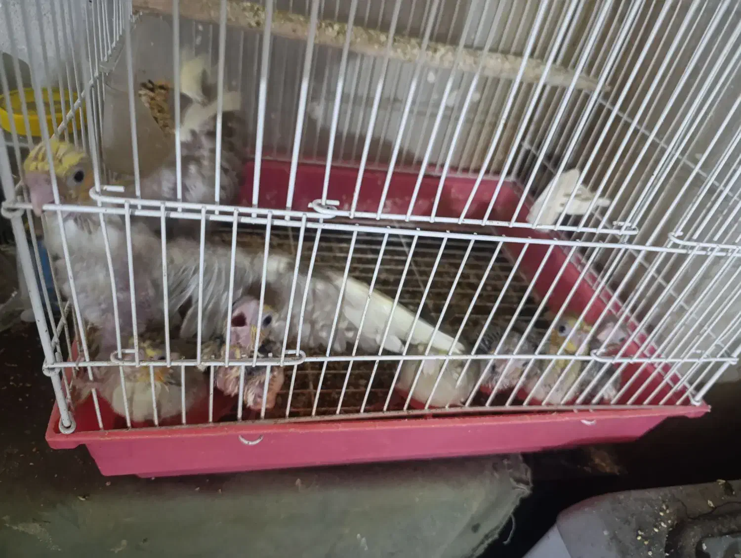 5 جفت عروس و 4عدد گرینچیک 8عدد جوجه عروس|پرنده|قرچک, شهرک الحدید|دیوار