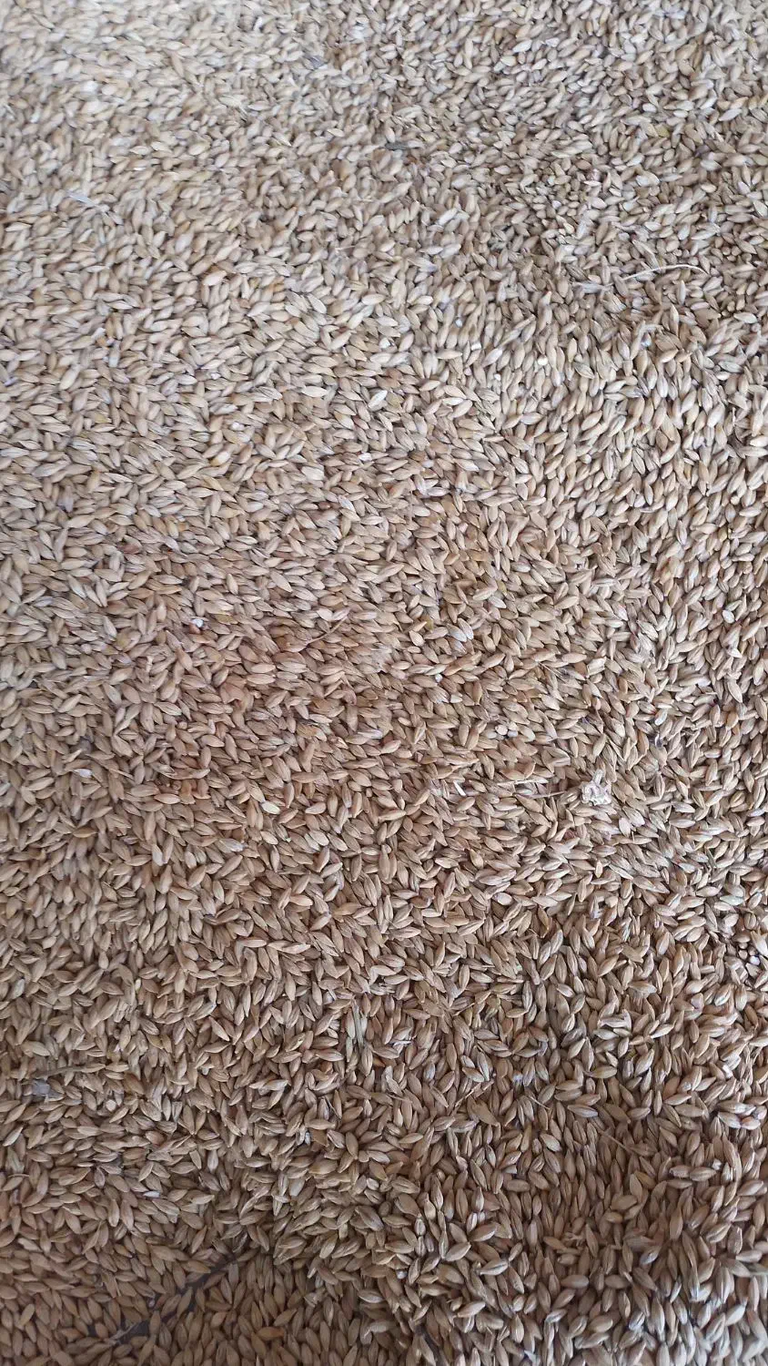 چو زرد خارجی تمیز|حیوانات مزرعه|سرایان, |دیوار