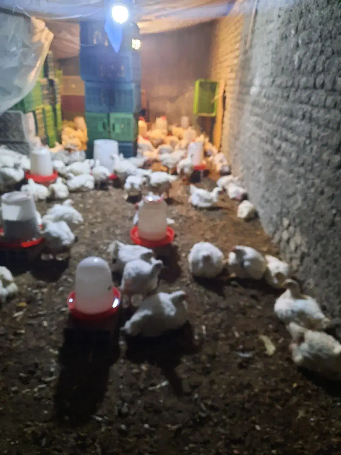 مرغ ارگانیک بدون دارو و واکسن|حیوانات مزرعه|سورک, |دیوار