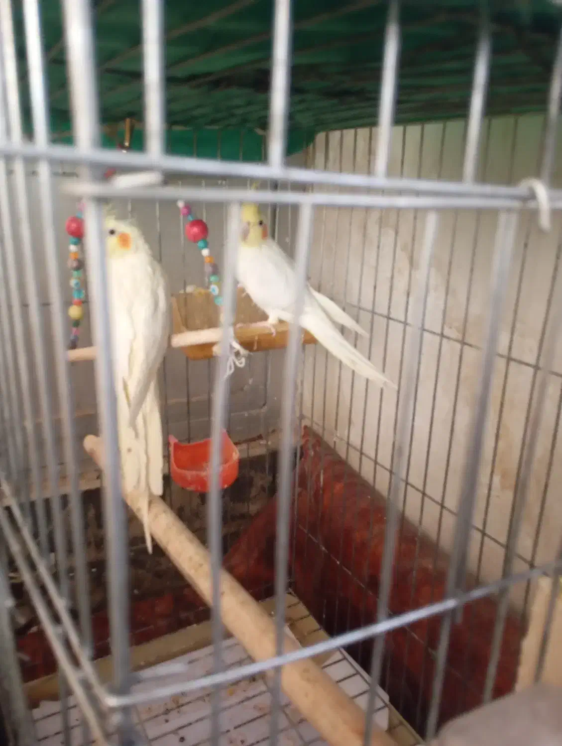 جفت عروس هلندی لوتینو مولدویک مرغ عشق ماده|پرنده|کرمان, |دیوار