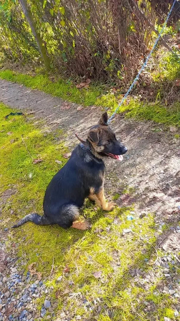 توله ژرمن|سگ|قم, باغ کرباسی|دیوار