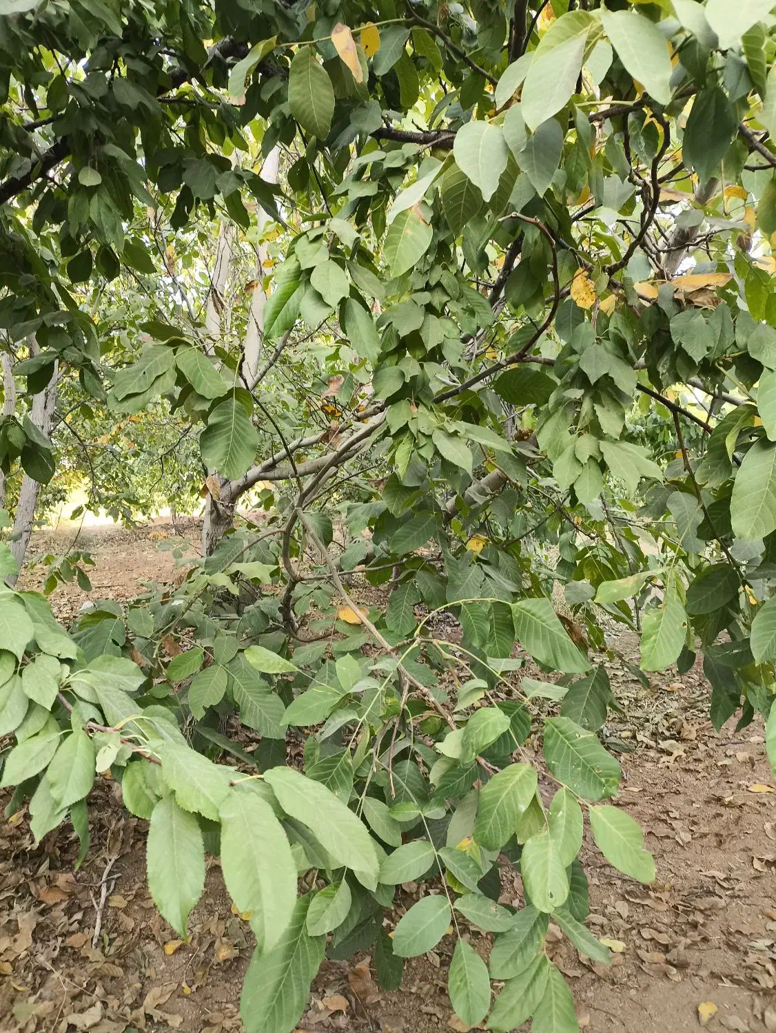 باغ 1000 متری پل زمانخان درختان گیلاس|فروش دفتر صنعتی، کشاورزی، تجاری|تیران, |دیوار