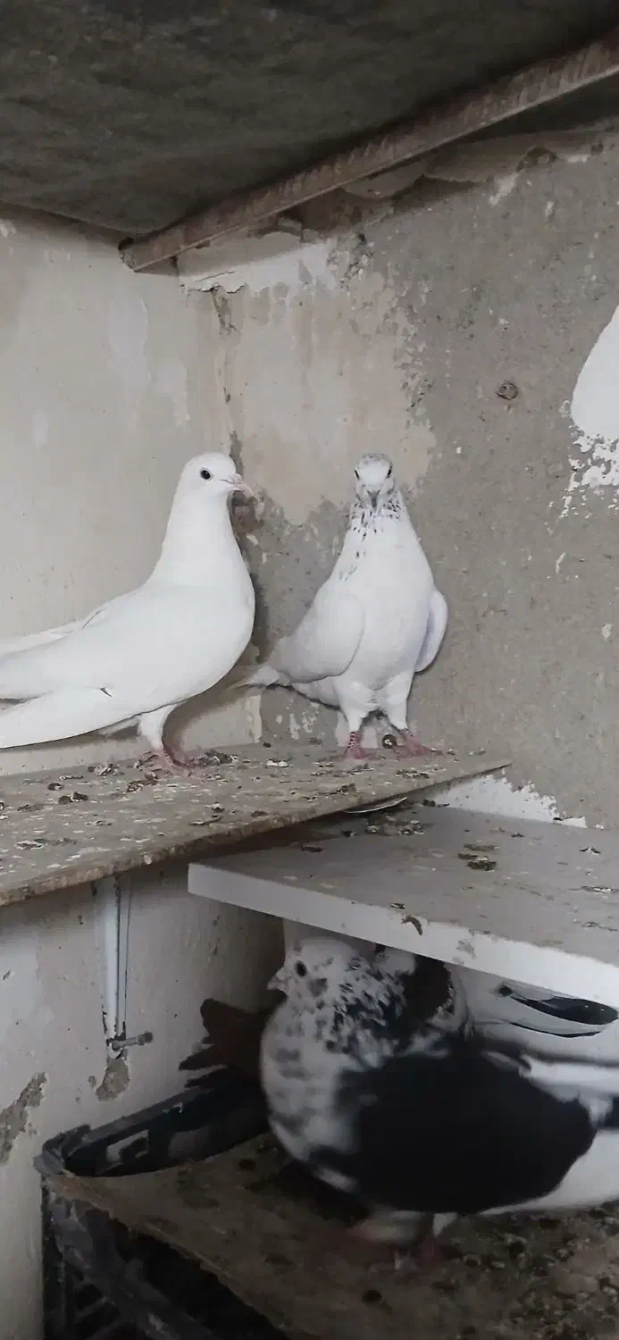 طوقی|پرنده|اردبیل, |دیوار