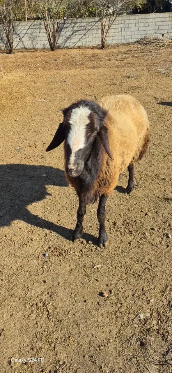 قوچ افشاری جوان هیکلی|حیوانات مزرعه|تاتار علیا, |دیوار