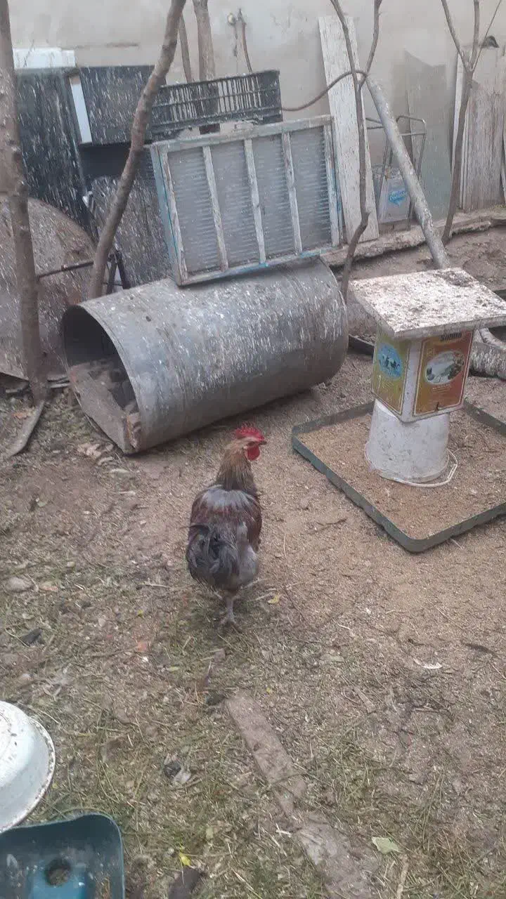 خروس و اردک|حیوانات مزرعه|قم, شهرک مهدیه (مدرس)|دیوار